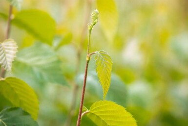 Betula nigra haute-tige