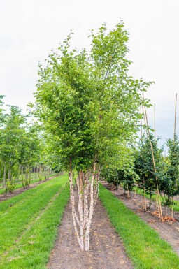 Betula nigra cépée