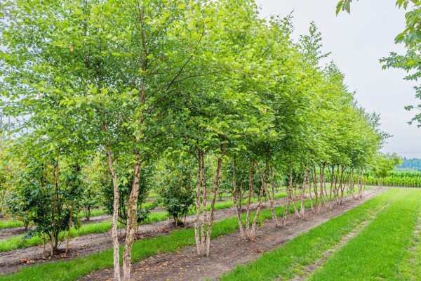 Betula nigra cépée