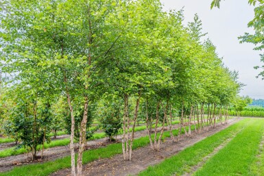 Betula nigra cépée
