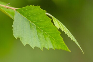Betula nigra cépée 200-250