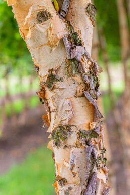 Betula nigra cépée 200-250