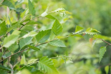Betula nigra cépée 200-250