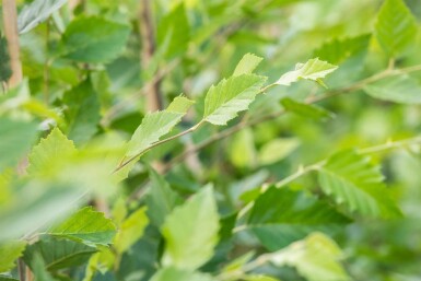 Betula nigra cépée 200-250