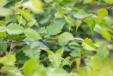 Betula nigra cépée 200-250