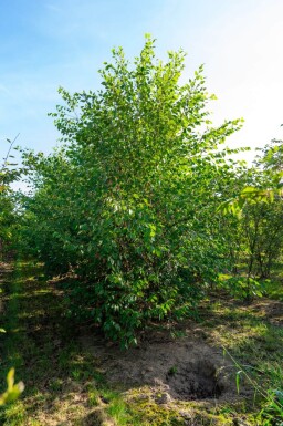Betula nigra cépée 200-250