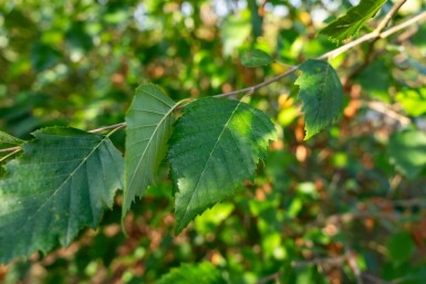 Betula nigra cépée 200-250
