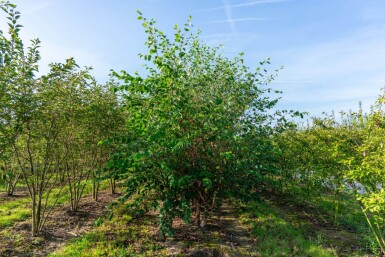 Betula nigra cépée 200-250