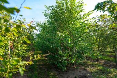 Betula nigra cépée 200-250