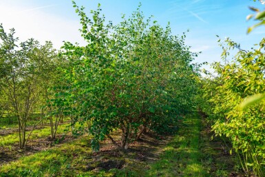 Betula nigra cépée 200-250