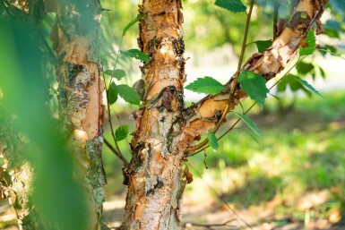Betula nigra cépée 200-250