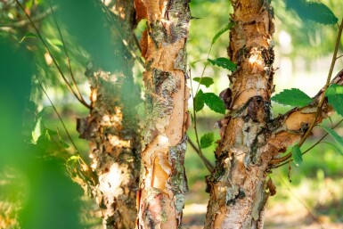 Betula nigra cépée 200-250