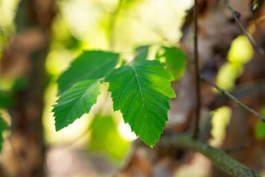 Betula nigra cépée 200-250