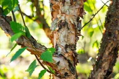 Betula nigra cépée 200-250