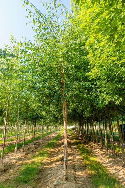 Betula papyrifera haute-tige