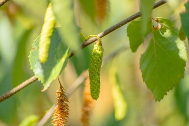 Betula papyrifera haute-tige