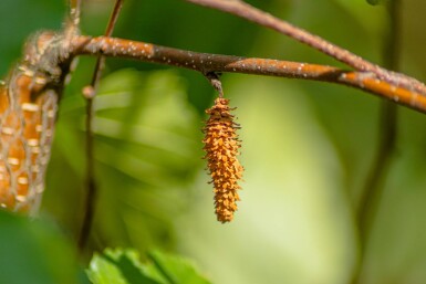 Betula papyrifera haute-tige