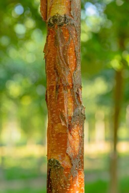 Betula papyrifera haute-tige
