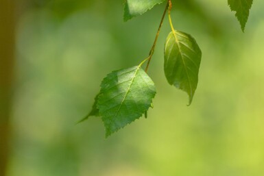 Betula papyrifera haute-tige