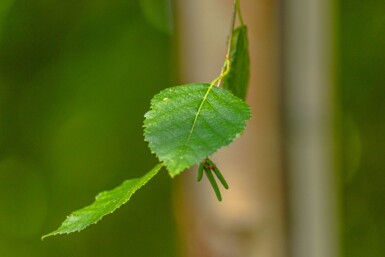Betula papyrifera haute-tige