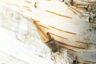 Betula papyrifera haute-tige