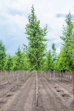 Betula pendula haute-tige