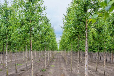 Betula pendula haute-tige