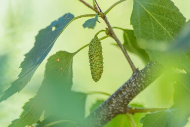 Betula pendula haute-tige 10/12