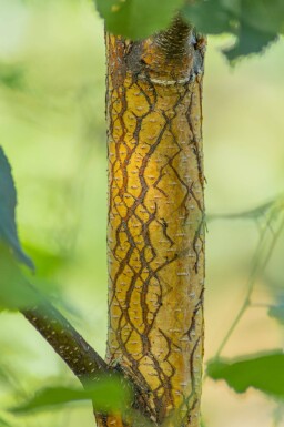 Betula pendula haute-tige 10/12