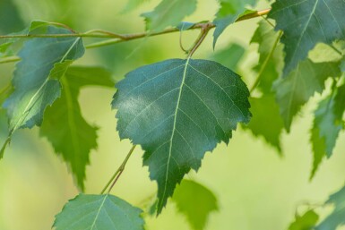 Betula pendula haute-tige 10/12