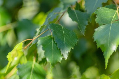 Betula pendula haute-tige 10/12