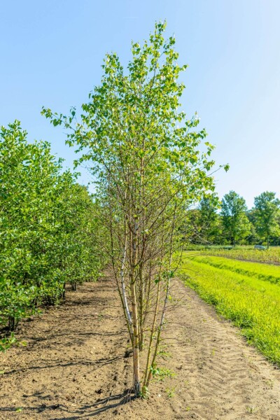 Betula pendula cépée 200-250
