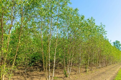 Betula pendula cépée