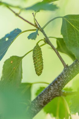 Betula pendula cépée 200-250