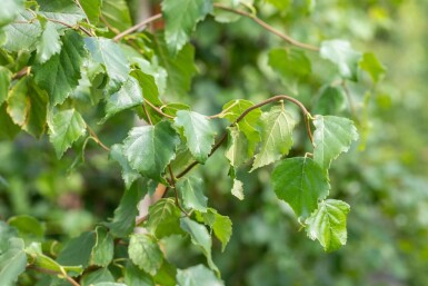 Betula pendula cépée 200-250