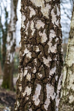 Betula pendula cépée 200-250