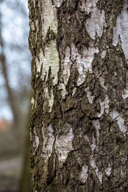 Betula pendula cépée 200-250