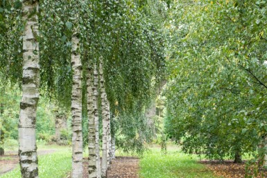 Betula pendula cépée 200-250