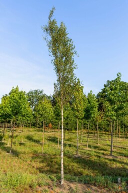 Betula pendula 'Fastigiata' haute-tige