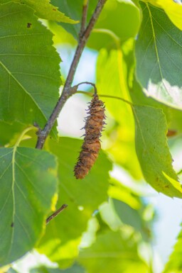 Betula pendula 'Fastigiata' haute-tige