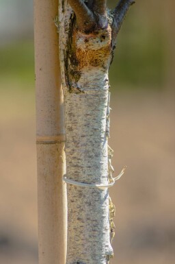Betula pendula 'Fastigiata' haute-tige 8/10