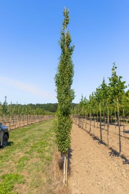 Betula pendula 'Fastigiata' baliveau
