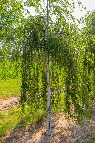 Betula pendula 'Youngii' haute-tige 10/12
