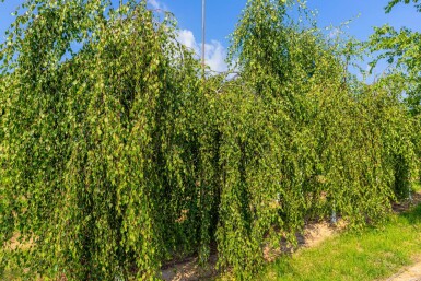 Betula pendula 'Youngii' haute-tige