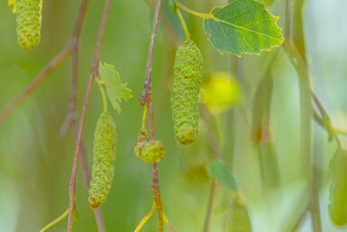 Betula pendula 'Youngii' haute-tige 10/12