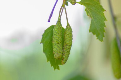 Betula pendula 'Youngii' haute-tige 10/12