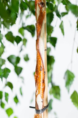 Betula pendula 'Youngii' haute-tige 10/12