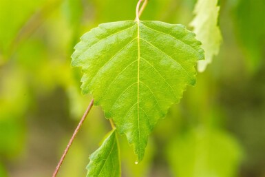Betula pendula 'Youngii' haute-tige 10/12
