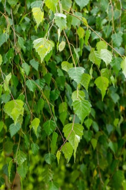 Betula pendula 'Youngii' haute-tige 10/12