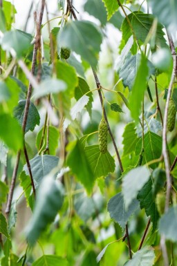 Betula pendula 'Youngii' haute-tige 10/12